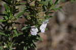 False rosemary